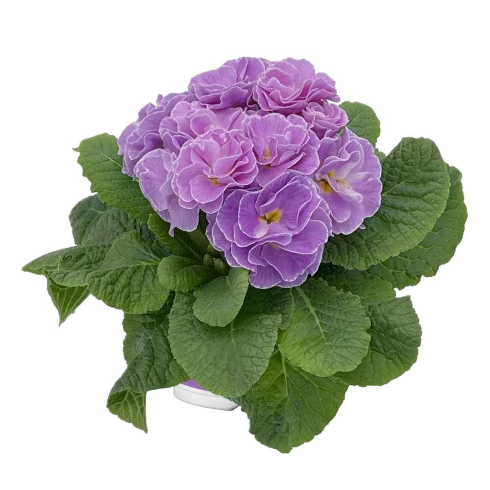 Primula vulgaris Pom Pom F1 Mid Neon Violet