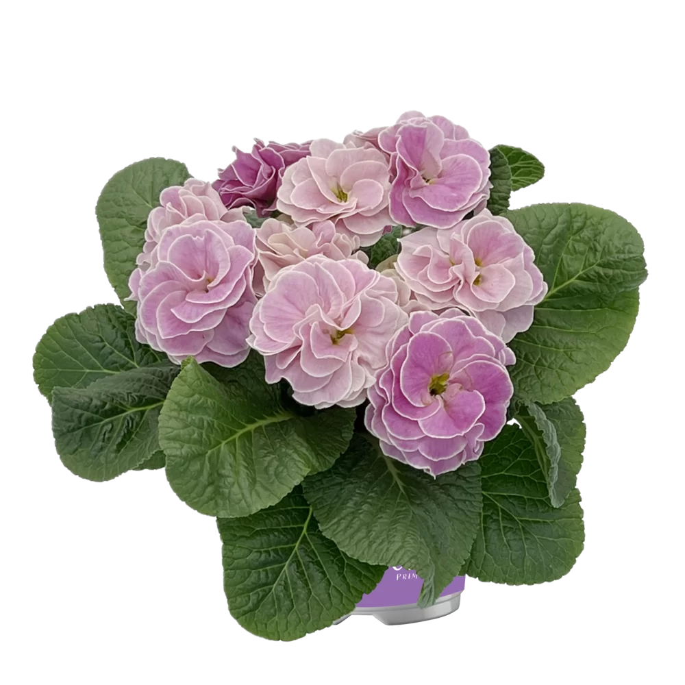 Primula vulgaris Pom Pom F1 Mid Dark Antique Rose