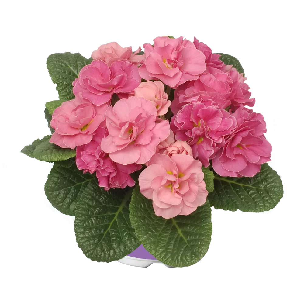 Primula vulgaris Pom Pom F1 Mid Bonbon Rose