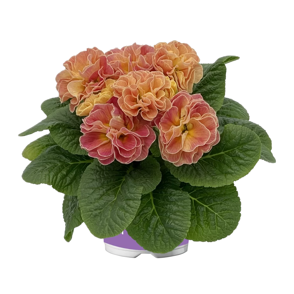 Primula vulgaris Pom Pom F1 Mid Mandarin