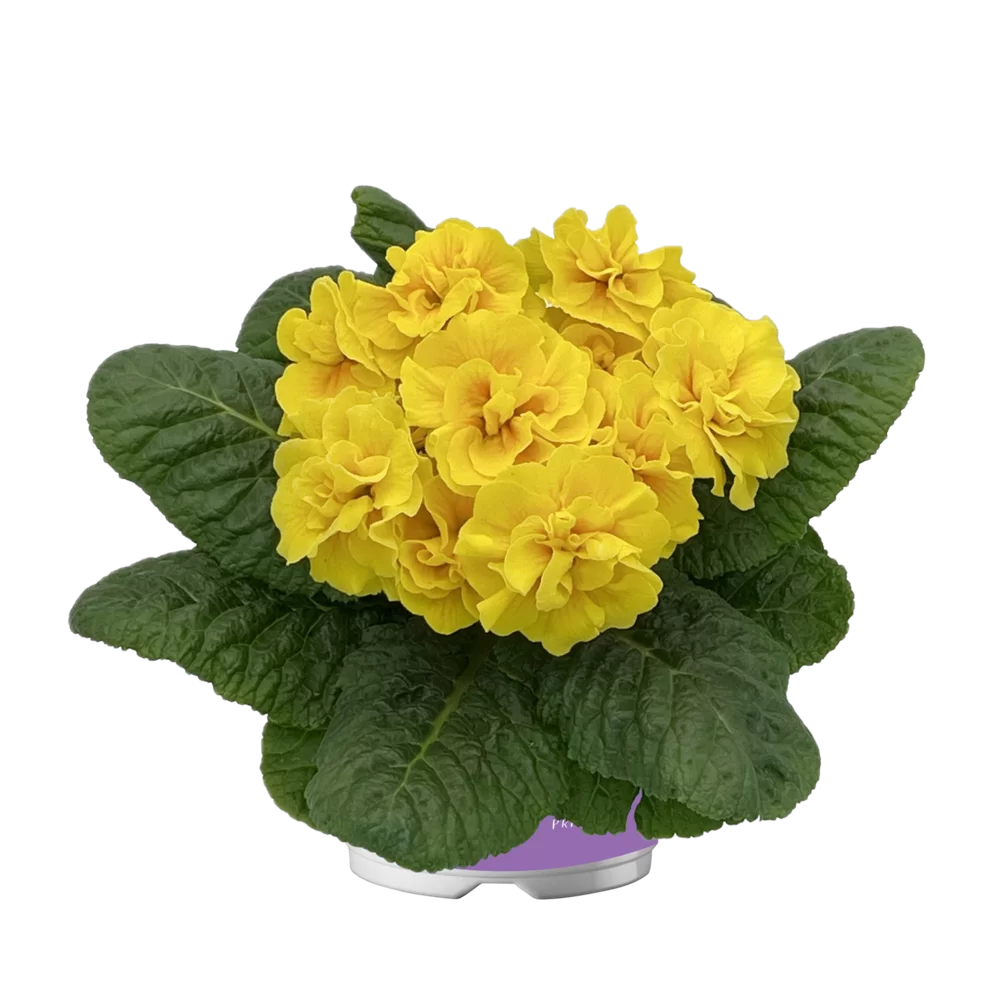 Primula vulgaris Pom Pom F1 Mid Yellow Light