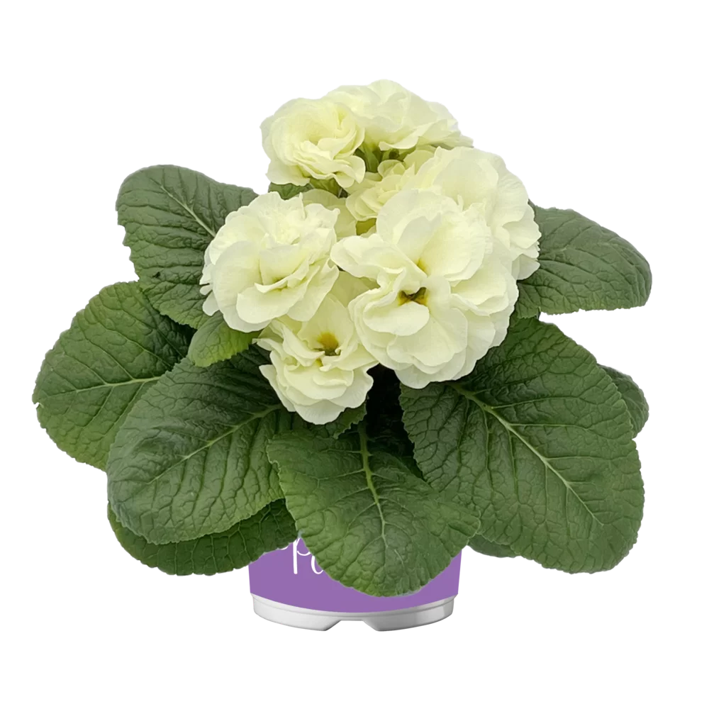 Primula vulgaris Pom Pom F1 Mid Lime