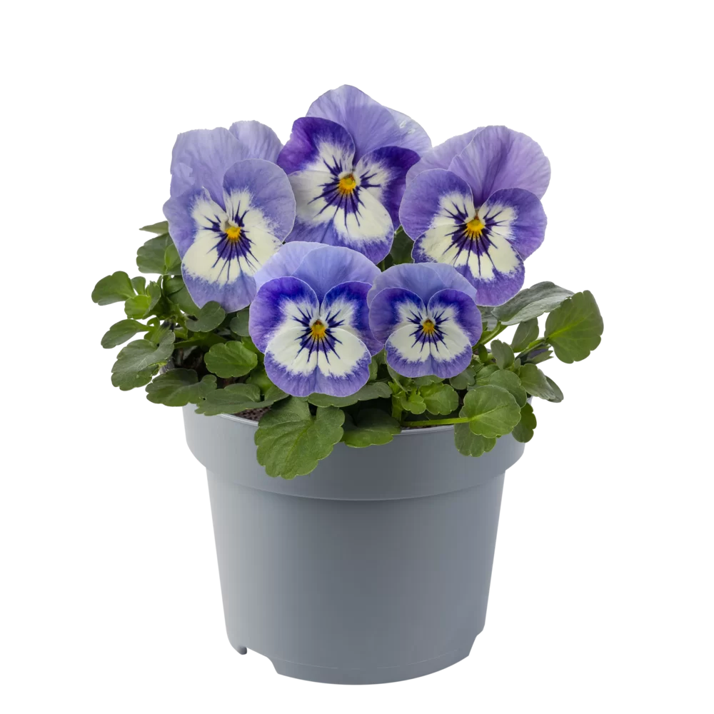 Viola cornuta EVO® Mini Exp. Blue Marina