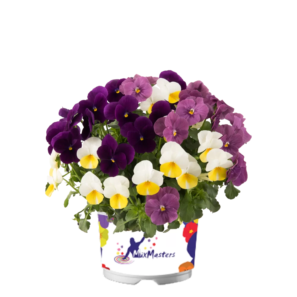 Viola cornuta EVO® Mini MixMasters® Florence