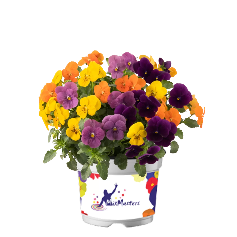 Viola cornuta EVO® Mini MixMasters® Tokyo