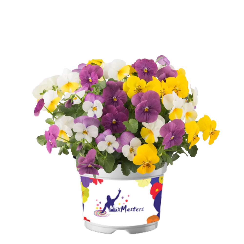 Viola cornuta EVO® Mini MixMasters® Vienna