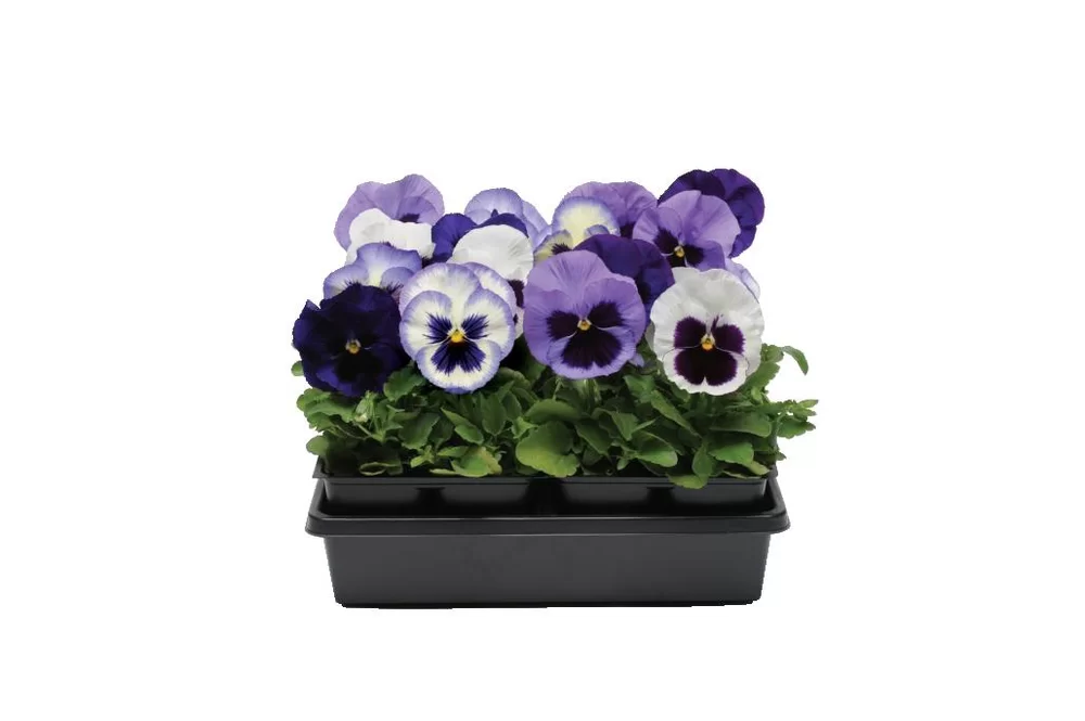 Viola wittrockiana Matrix™ Ocean Breeze Mix
