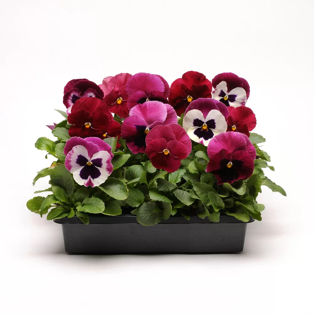 Viola wittrockiana Matrix™ Ruby Mix