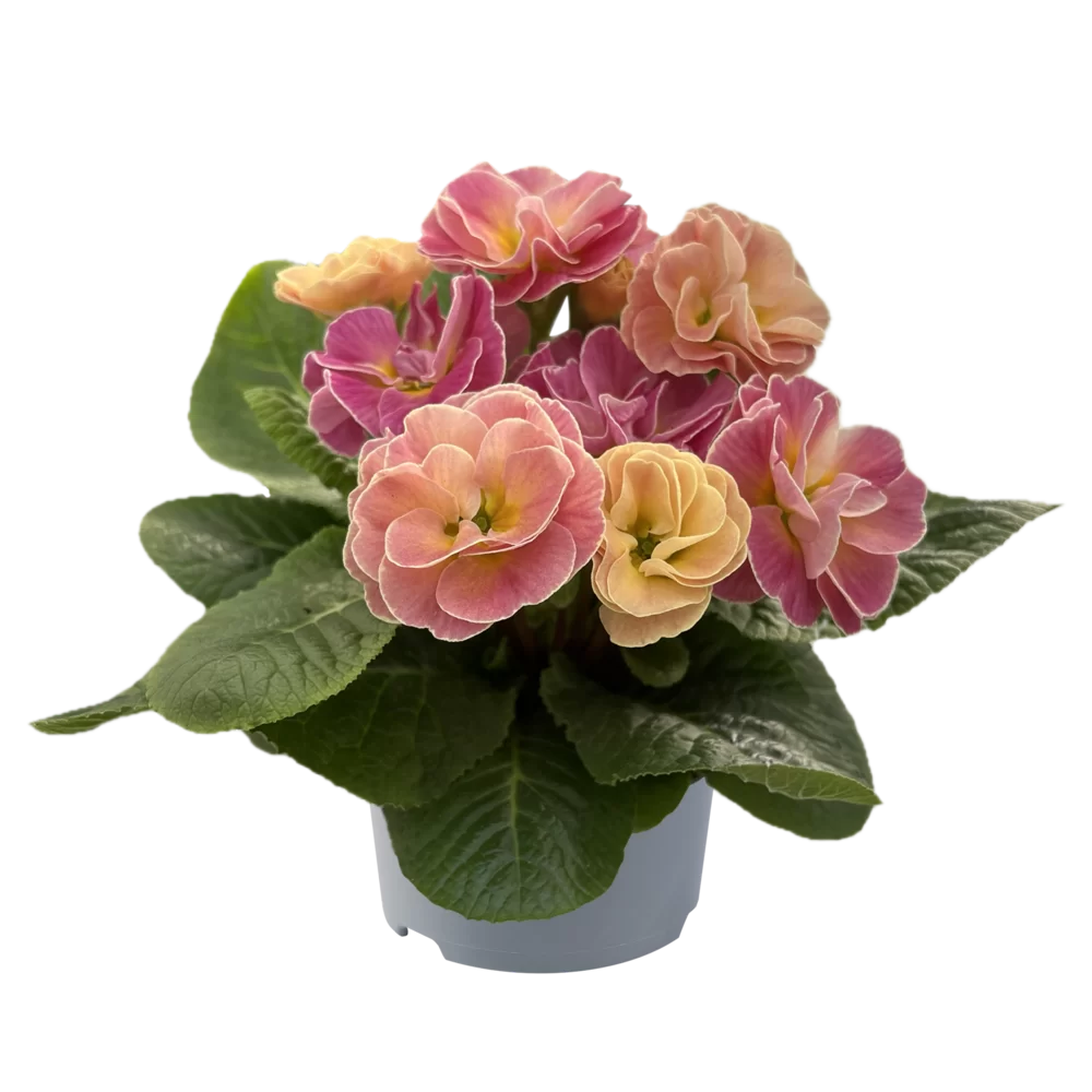 Primula vulgaris Pom Pom F1 Mid Rose Cream 909