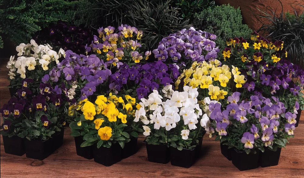Viola cornuta EVO® Mini Mix