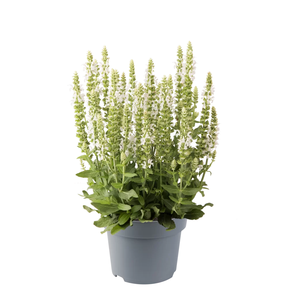 Salvia nemorosa Sensation® Compact White