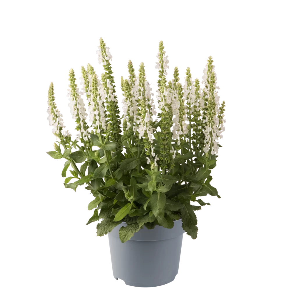 Salvia nemorosa Sensation® Medium White
