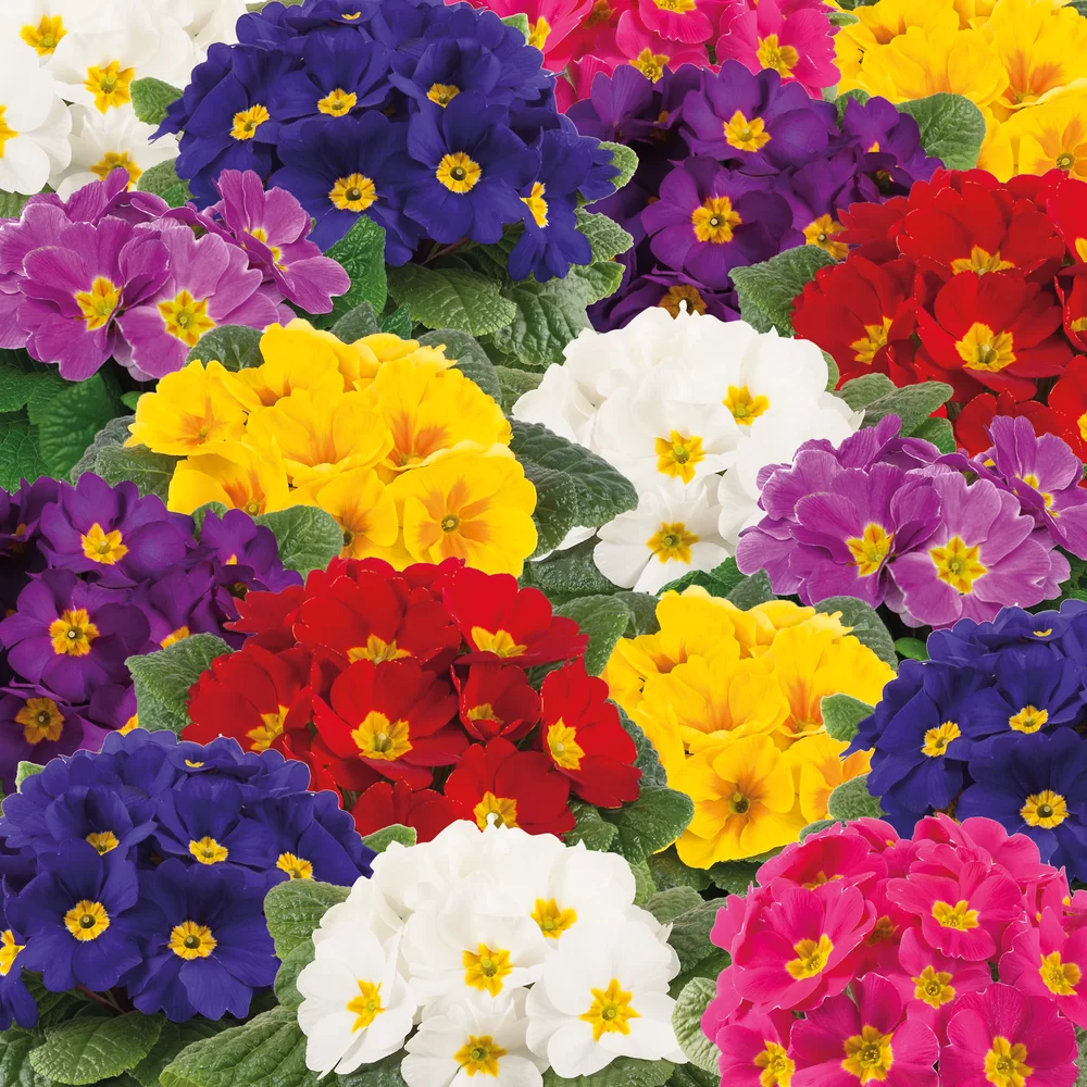Primula vulgaris Pharaoh F1 PrimeTime Early Mix