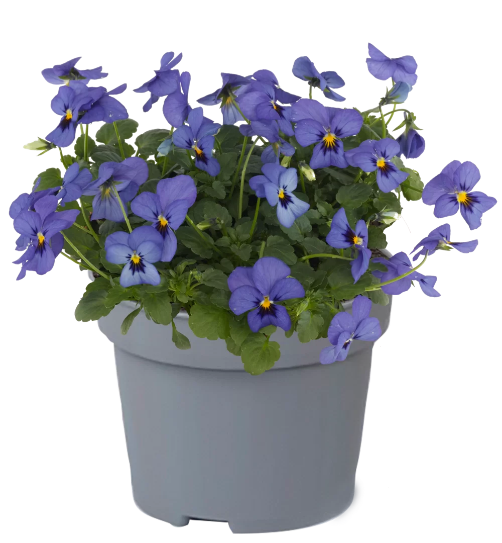 Viola cornuta Everlast Sky Blue