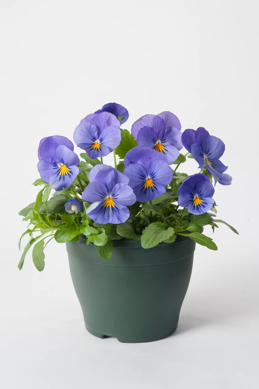 Viola wittrockiana Cool Wave® Blue Skies