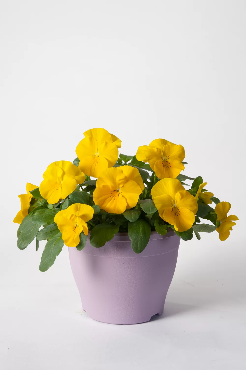 Viola wittrockiana Cool Wave® Golden Yellow