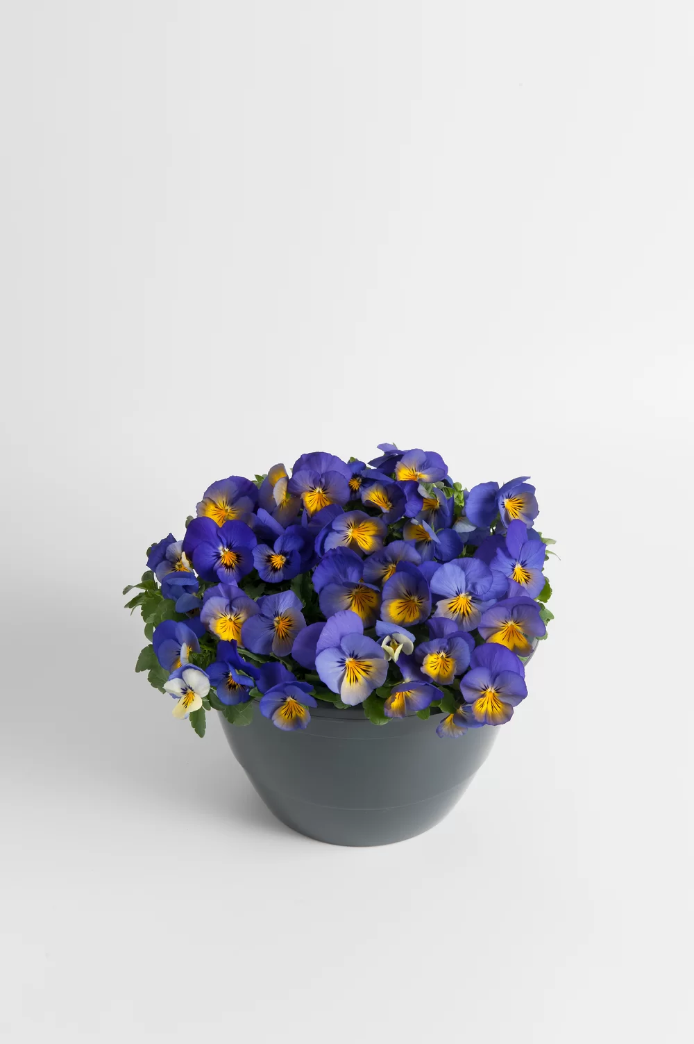 Viola wittrockiana Cool Wave® Morpho