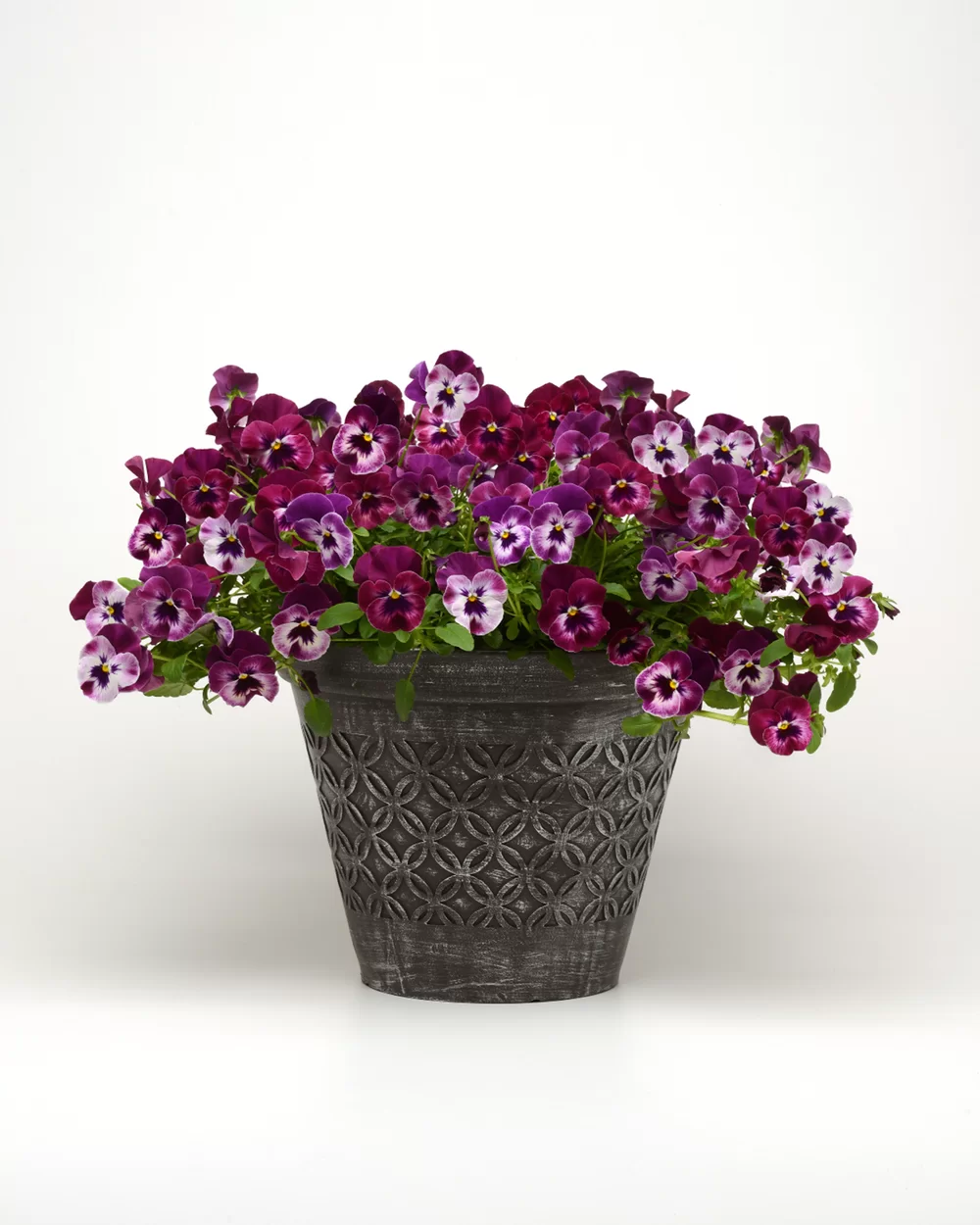 Viola wittrockiana Cool Wave® Raspberry