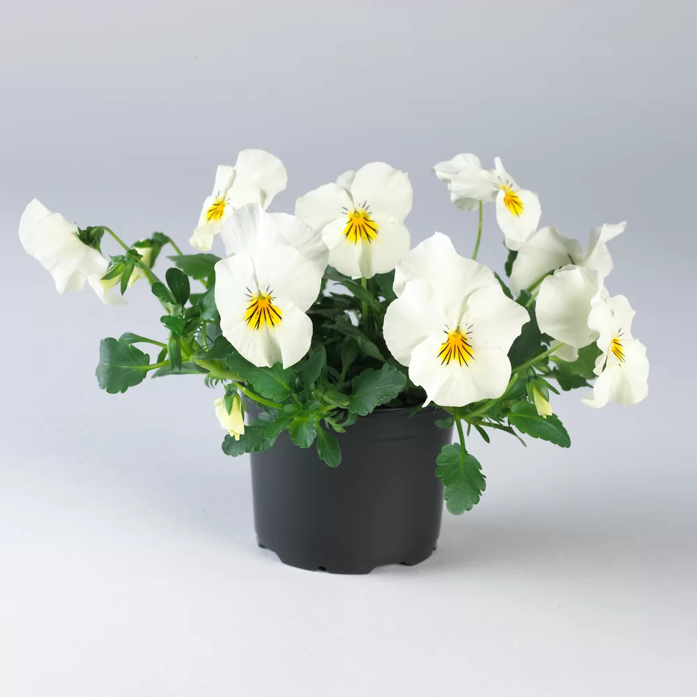 Viola wittrockiana Cool Wave® White