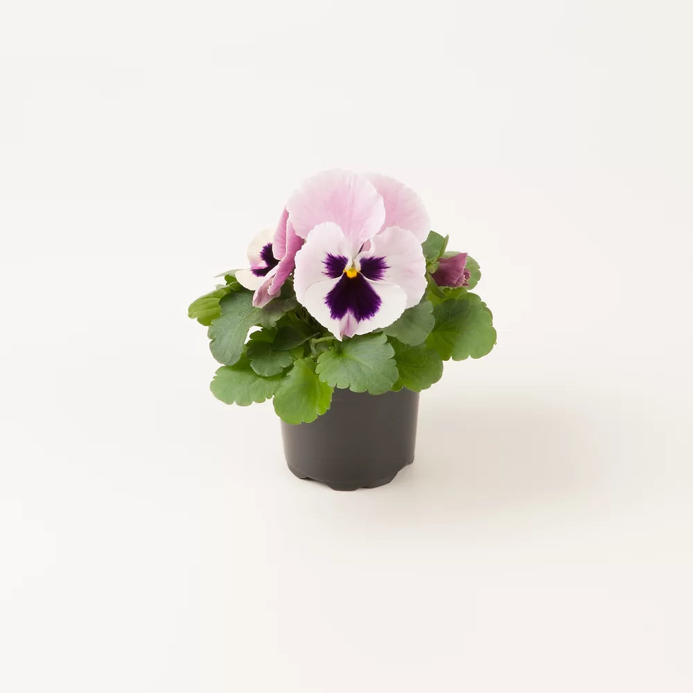 Viola wittrockiana EVO® Big Pink Shades