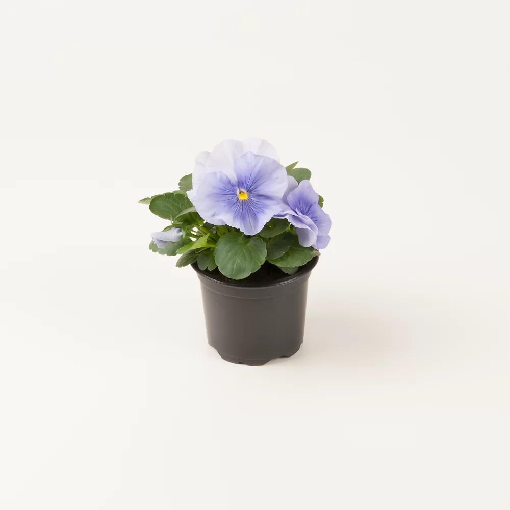 Viola wittrockiana Matrix™ Light Blue