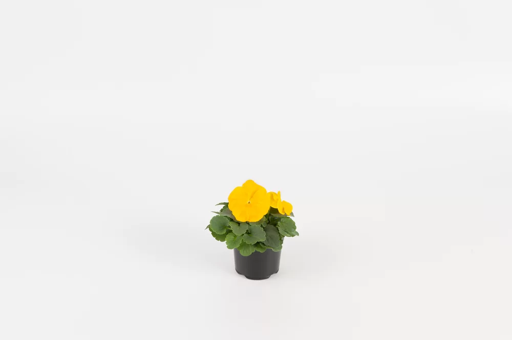 Viola wittrockiana Matrix™ Yellow