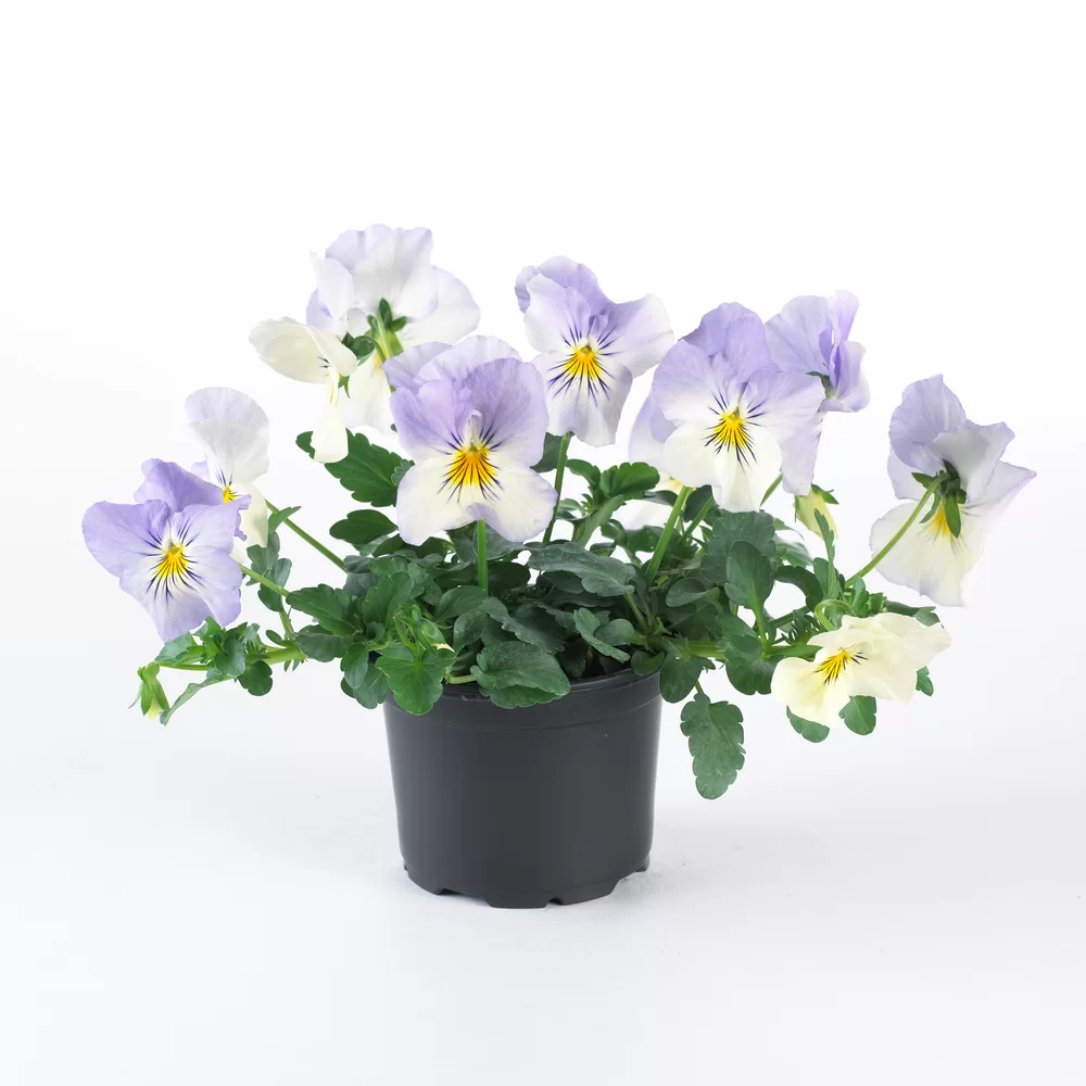 Viola wittrockiana Cool Wave® Frost