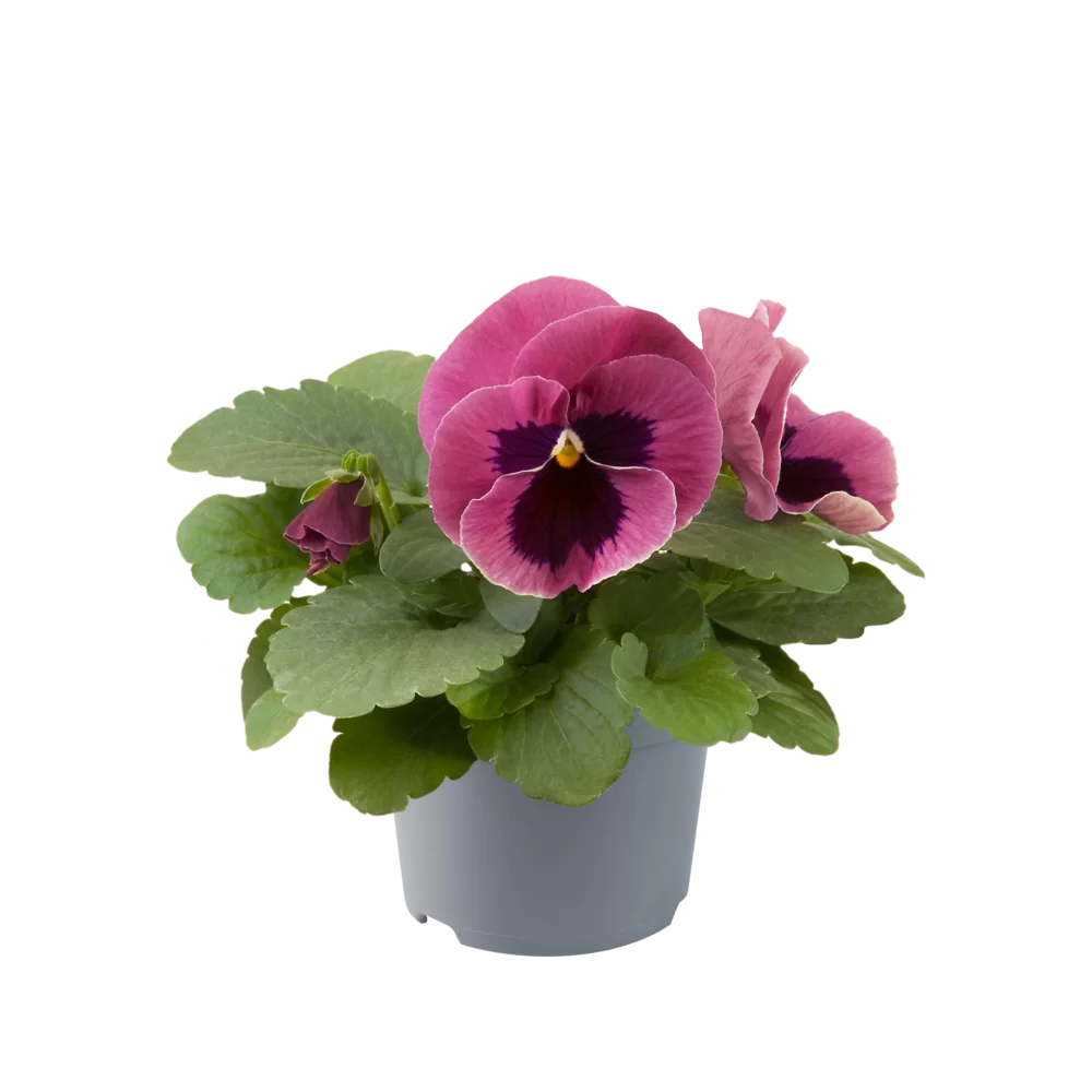 Viola wittrockiana EVO® Pink Shades