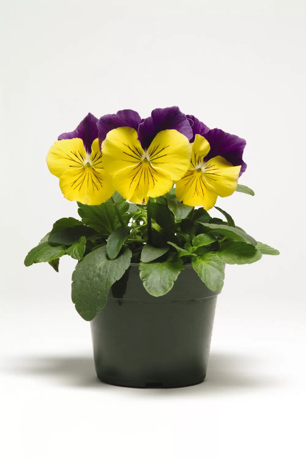 Viola wittrockiana Matrix™ Morpheus