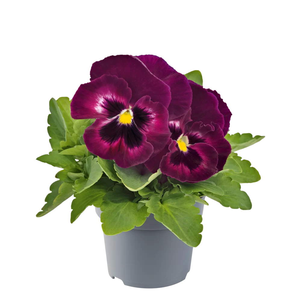 Viola wittrockiana EVO® Big Rose Velour