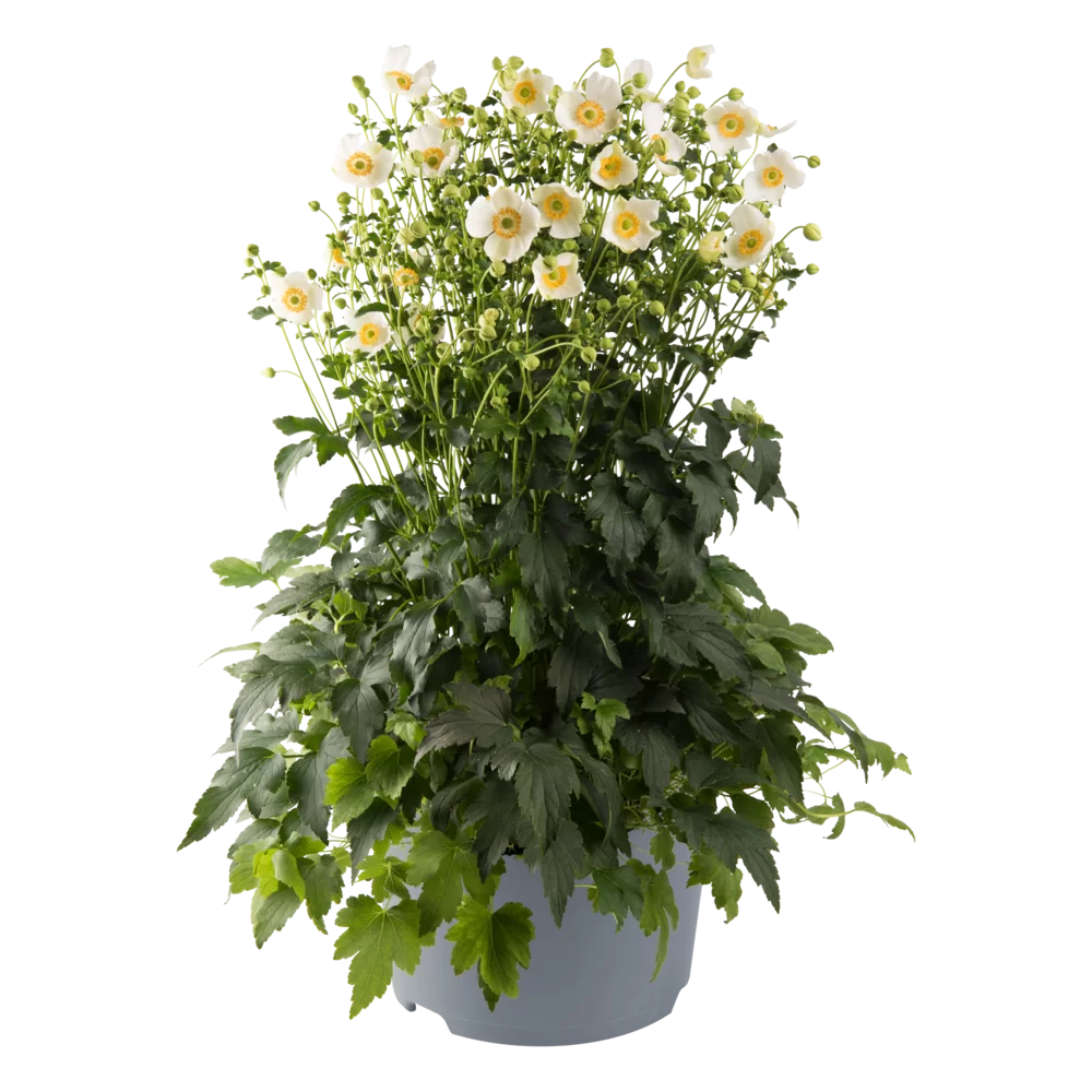 Anemone hupehensis Emmy White