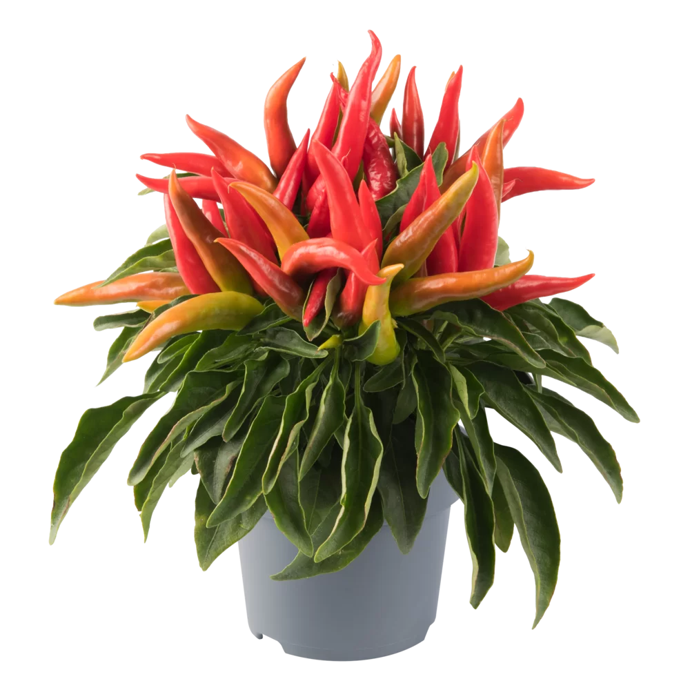 Capsicum annuum Joker Red