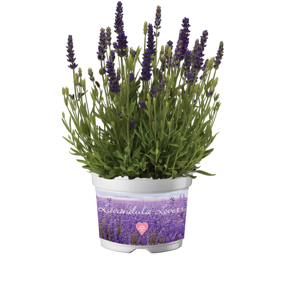 Lavandula angustifolia - Spear - Blue