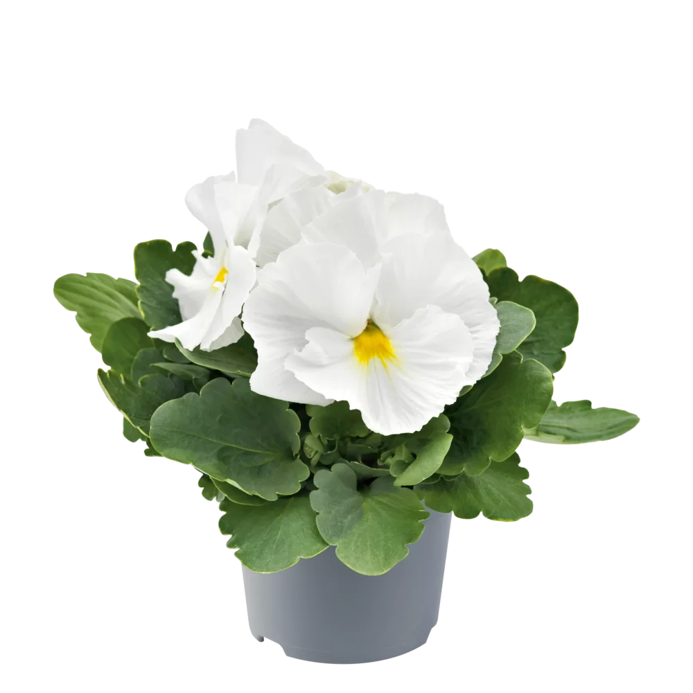 Viola wittrockiana EVO® White Impr.