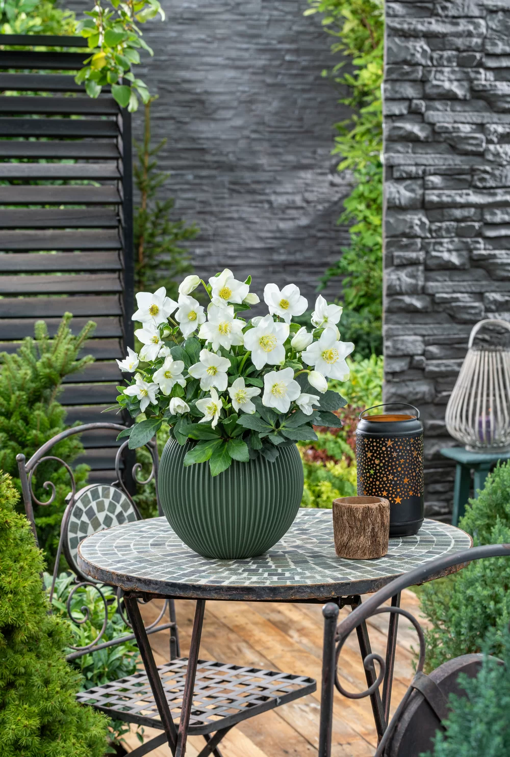 Helleborus niger Advent Star | Florensis