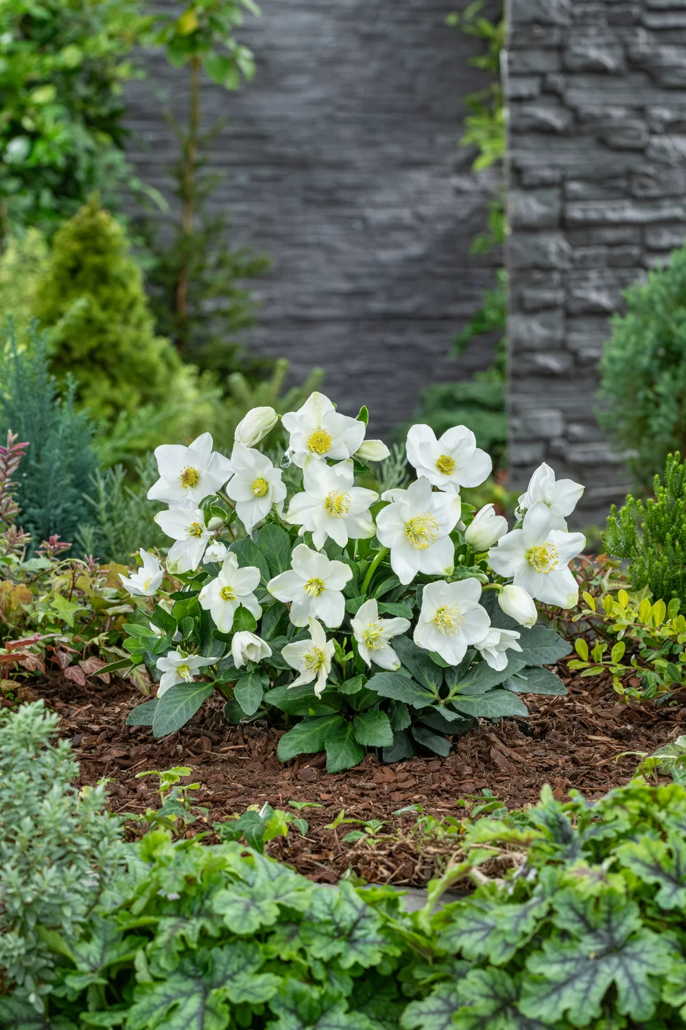 Helleborus niger Advent Star | Florensis
