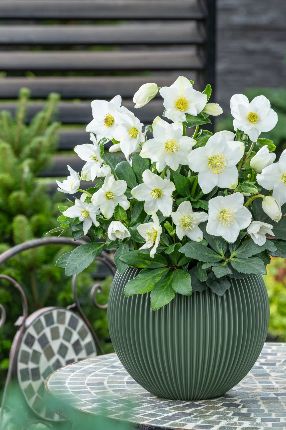 Helleborus niger Advent Star | Florensis
