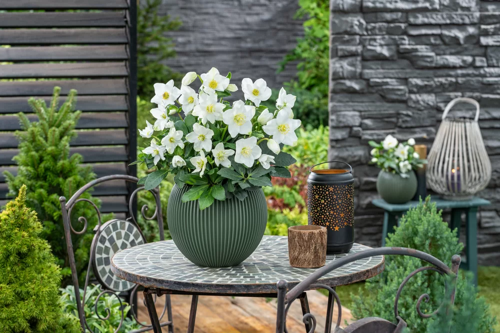 Helleborus niger Advent Star | Florensis