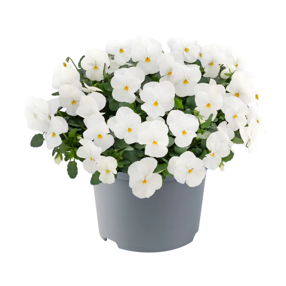 Viola cornuta Vivaldi White