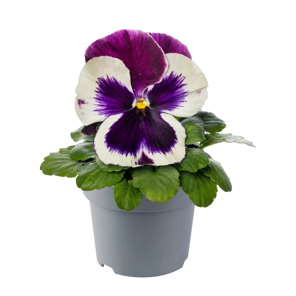Viola wittrockiana EVO® Cassis Impr.