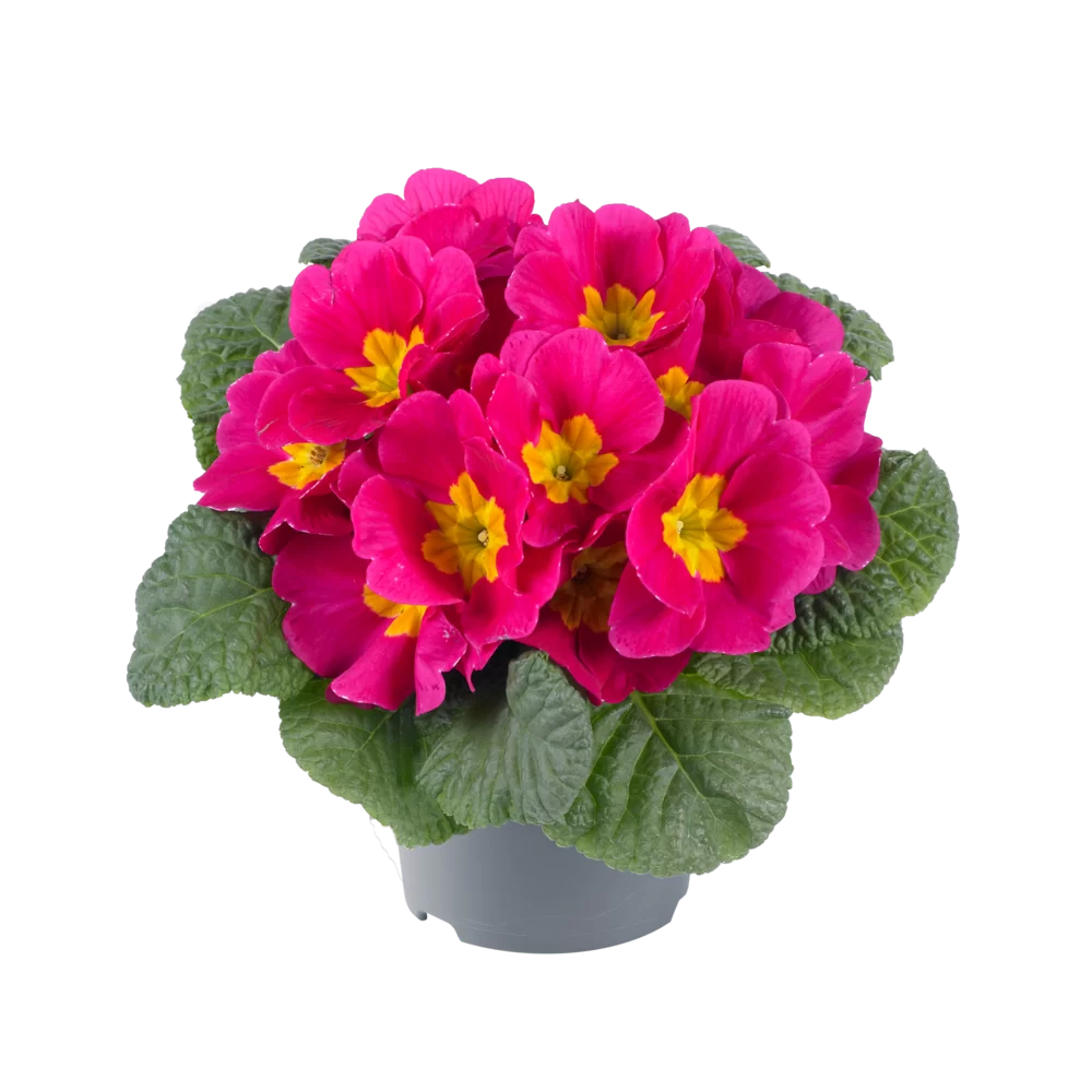 Primula vulgaris Pharaoh F1 Rose