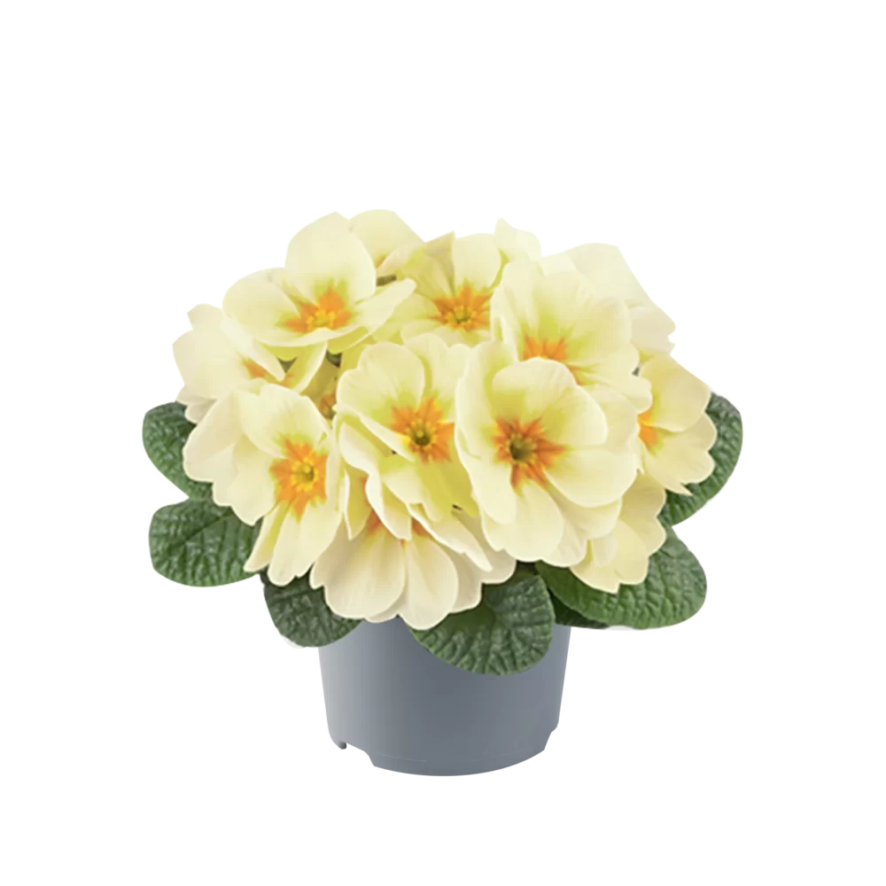 Primula vulgaris Pharaoh F1 Lime