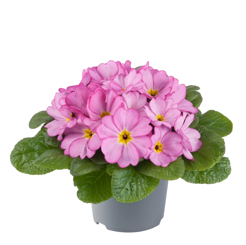 Primula vulgaris Woodland