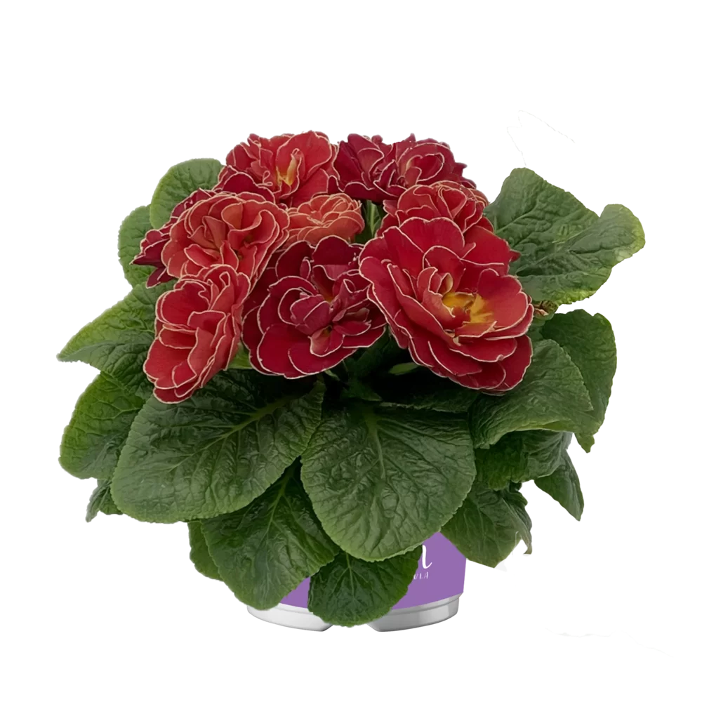 Primula vulgaris Pom Pom F1 Mid Mandared