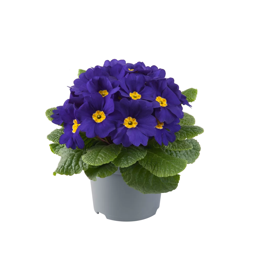 Primula vulgaris Pharaoh F1 Blue