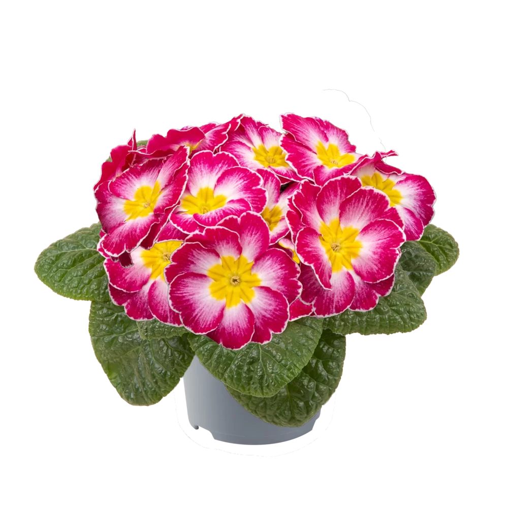 Primula vulgaris Pharaoh F1 Rose Bicolor new