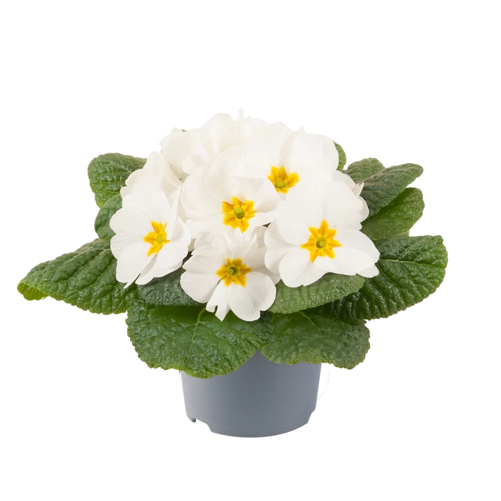 Primula vulgaris Pharaoh F1 White