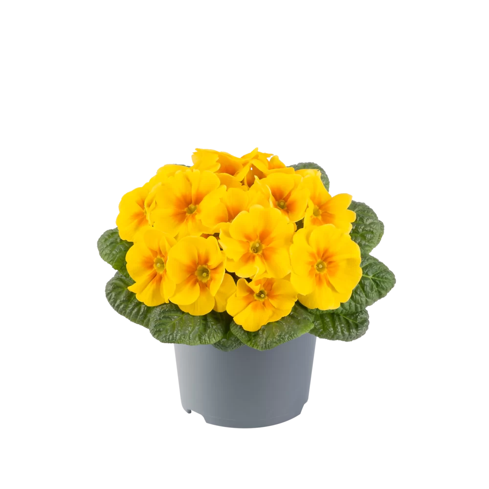 Primula vulgaris Pharaoh F1 Yellow