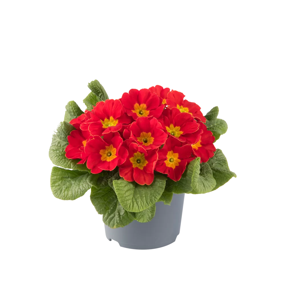Primula vulgaris Pharaoh F1 Red