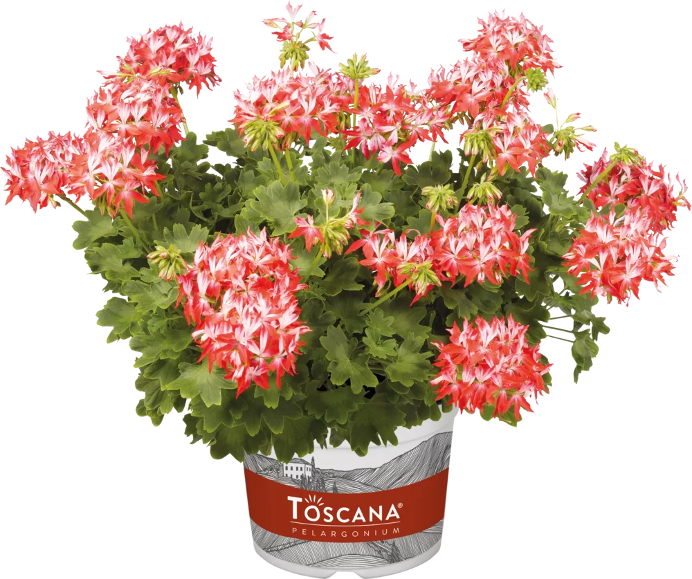 Pelargonium zonale Summer Twist® Red-White